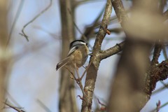 Poecile atricapillus