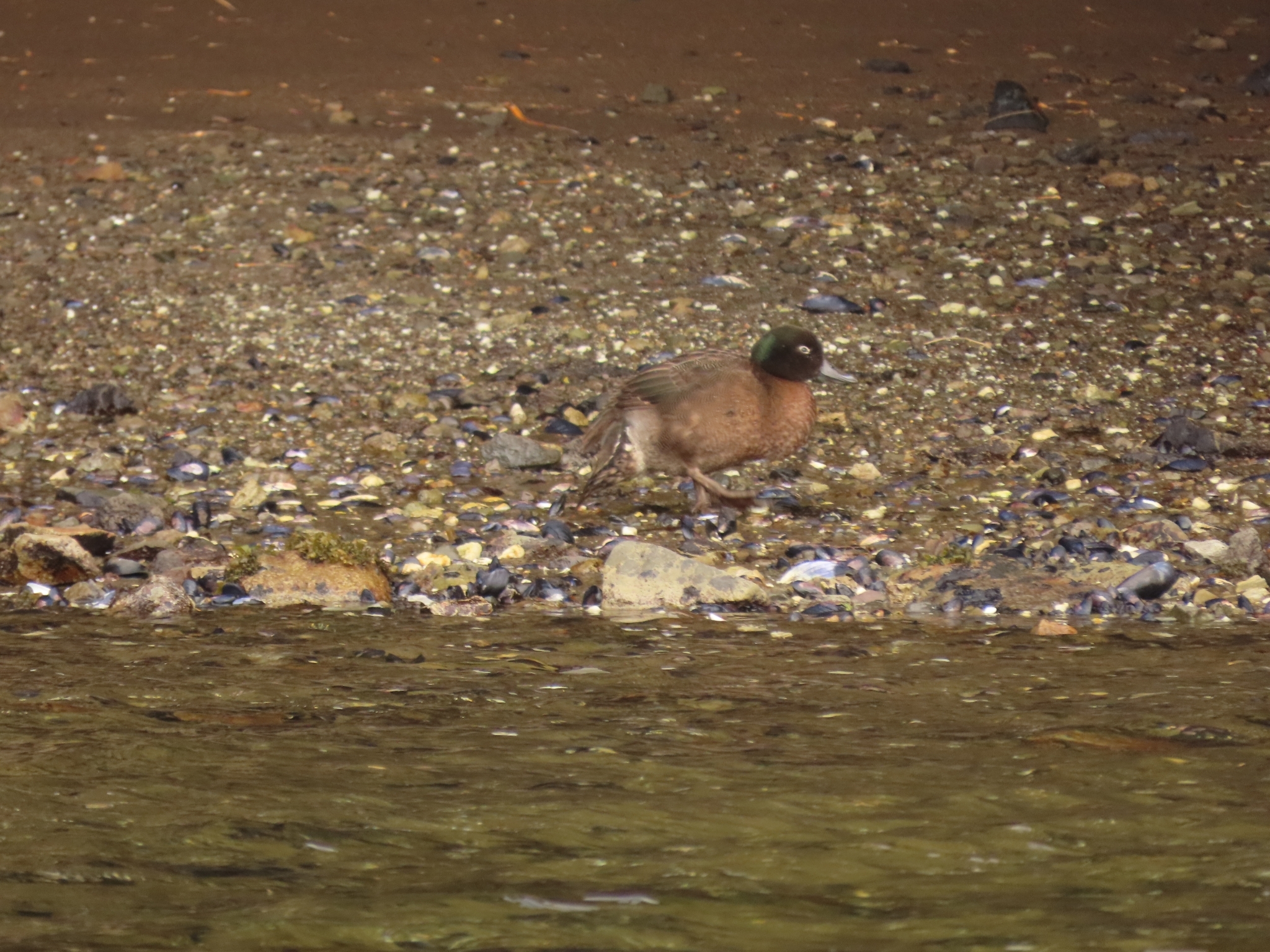 Campbell Teal (Anas nesiotis), photo 8