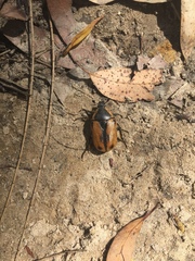 Chondropyga dorsalis