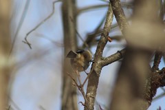 Poecile atricapillus