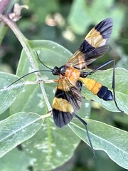 Macrojoppa