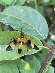 Macrojoppa