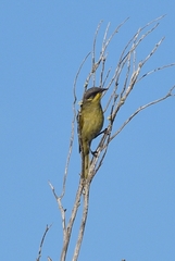 Lichenostomus cratitius