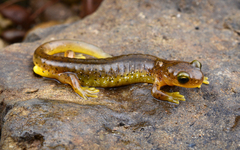 Southern Torrent Salamander photo 2