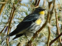 Setophaga coronata