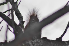 Tamiasciurus hudsonicus