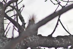 Tamiasciurus hudsonicus