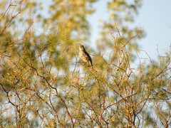 Phytotoma rutila