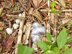 Sclerotinia sclerotiorum