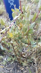 Frankenia salina