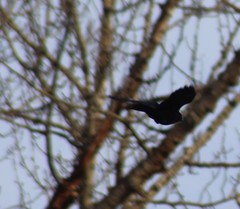 Corvus brachyrhynchos