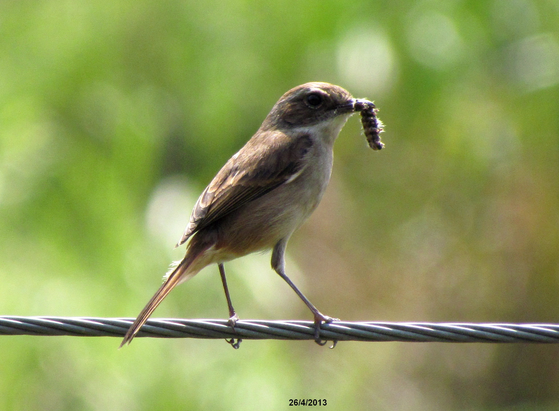 Grey Bush Chat