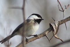 Poecile atricapillus