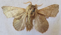 Phyllodesma suberifolia