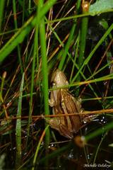 Scinax squalirostris