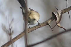 Poecile atricapillus