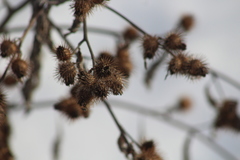 Arctium