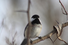 Poecile atricapillus