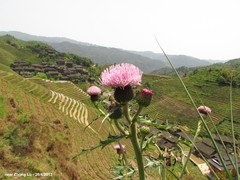 Cirsium japonicum