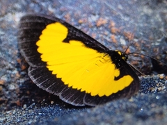 Xanthyris flaveolata