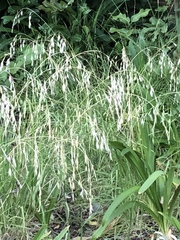 Oloptum miliaceum