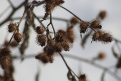 Arctium