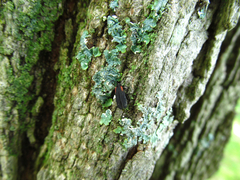 Greenarus thoracicus