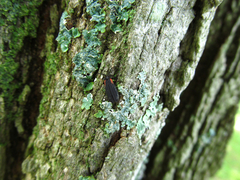 Greenarus thoracicus