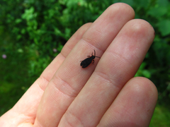 Greenarus thoracicus