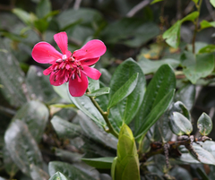 Cavendishia adenophora