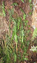 Tmesipteris tannensis