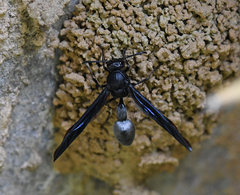 Brachymenes wagnerianus