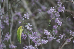Podopterus mexicanus