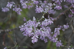 Podopterus mexicanus