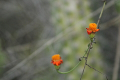 Adenophyllum aurantium