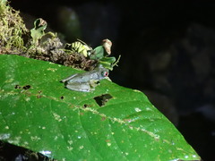 Duellmanohyla uranochroa