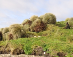 Chionochloa antarctica