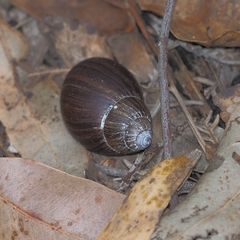 Pygmipanda kershawi