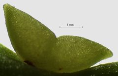 Tmesipteris tannensis