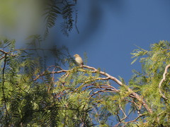 Sicalis flaveola