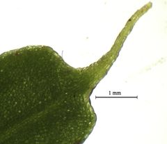 Tmesipteris tannensis