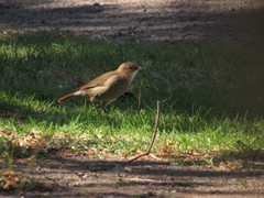 Furnarius rufus