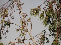 Phytotoma rutila