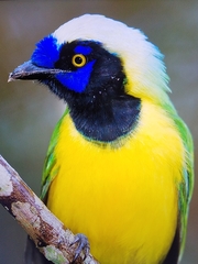 Cyanocorax yncas yncas