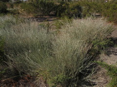 Hyalis argentea