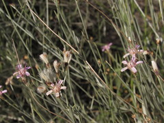 Hyalis argentea