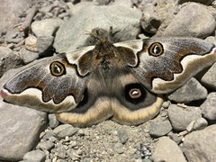 Polythysana cinerascens