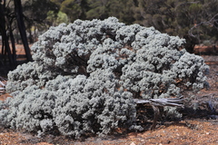 Cratystylis conocephala