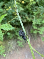 Aegorhinus superciliosus