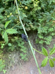 Aegorhinus superciliosus